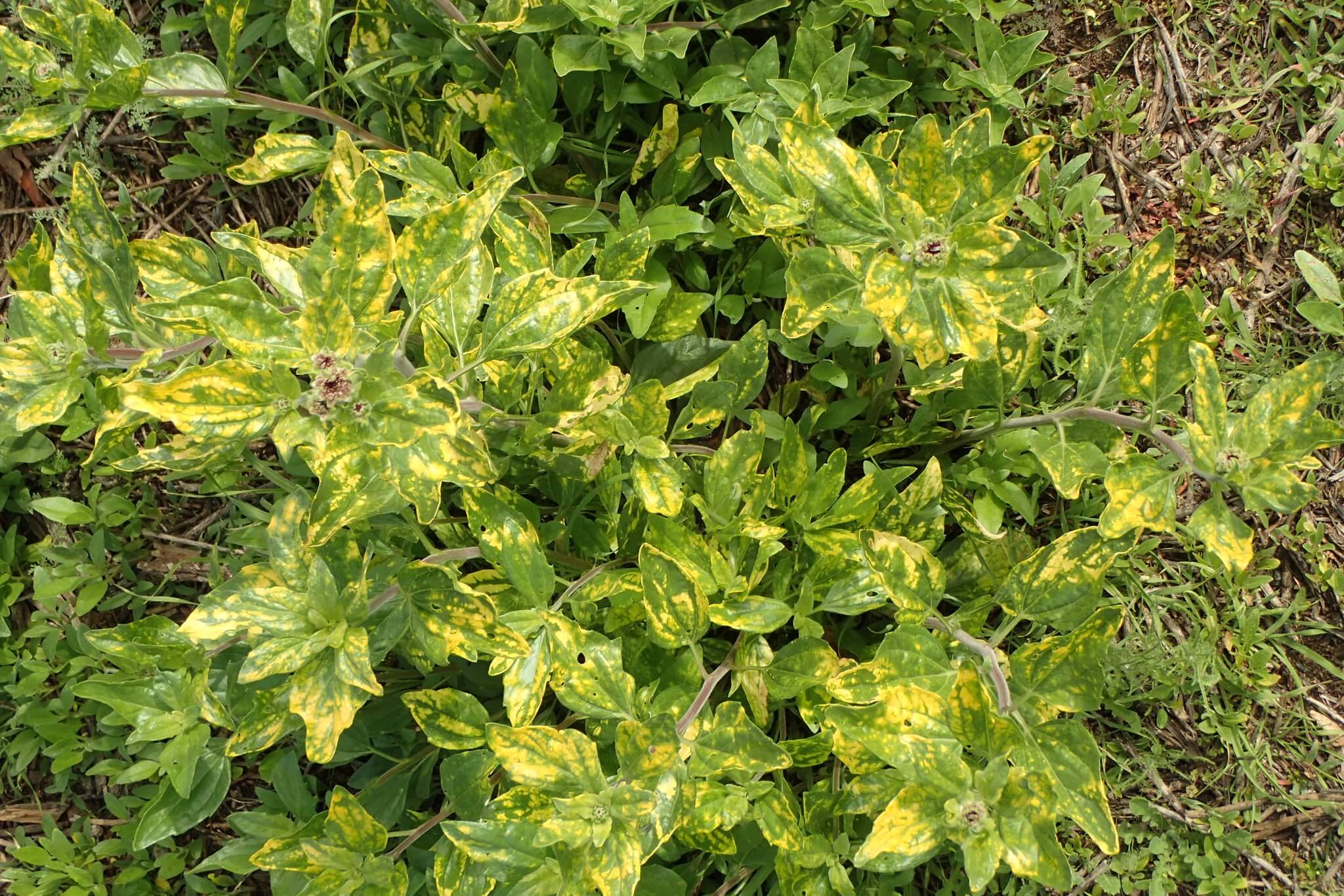 Encelia californica